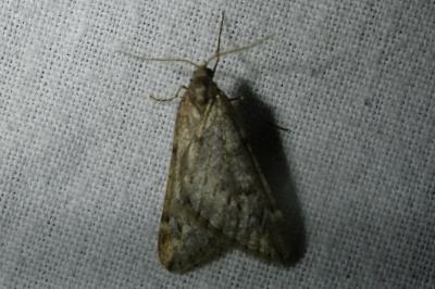 <i>Alsophila aescularia</i>