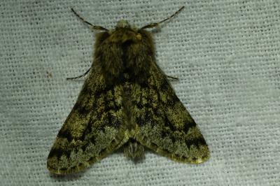<i>Apocheima hispidaria</i>