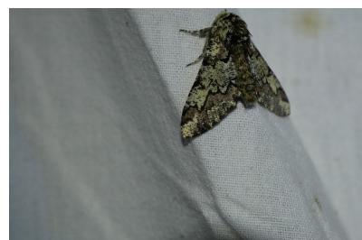 <i>Biston strataria</i>