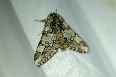 <i>Biston strataria</i>