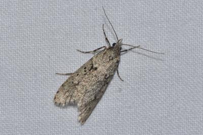 <i>Diurnea fagella</i>