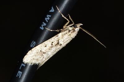 <i>Diurnea fagella</i>