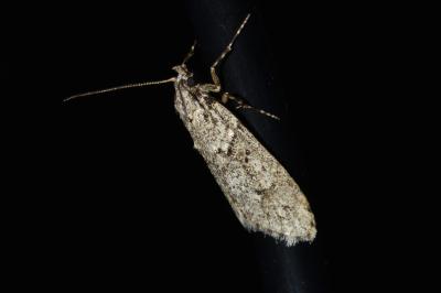 <i>Diurnea fagella</i>