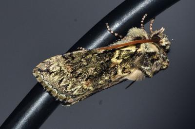 <i>Polyploca ridens</i>