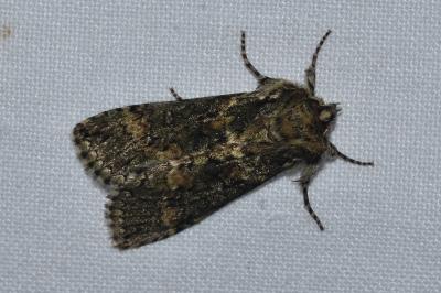 <i>Polyploca ridens</i>