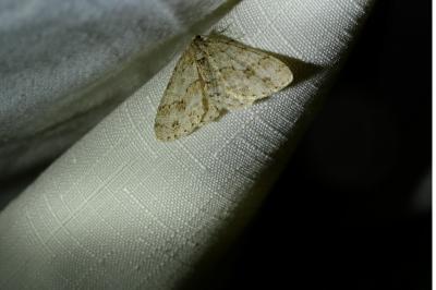<i>Ectropis crepuscularia</i>