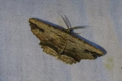 <i>Menophra abruptaria</i>