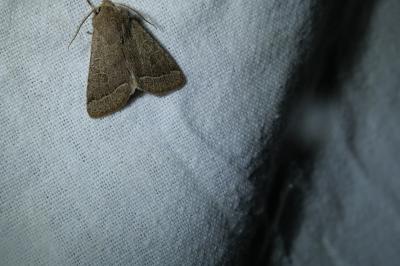 <i>Orthosia cerasi</i>