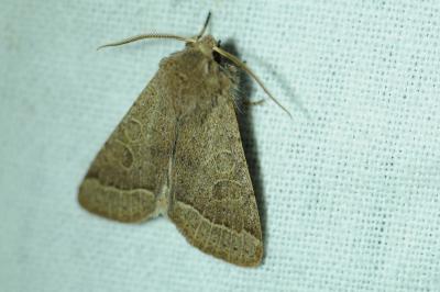 <i>Orthosia cerasi</i>