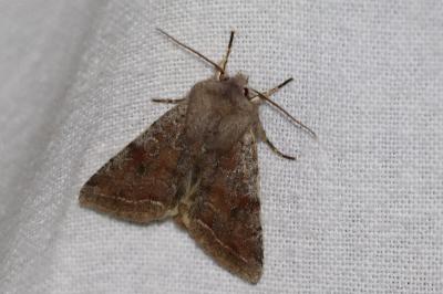 <i>Orthosia incerta</i>
