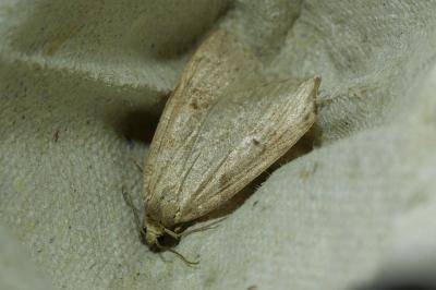 <i>Pachycnemia hippocastanaria</i>