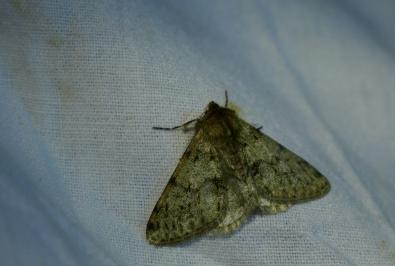 <i>Phigalia pilosaria</i>