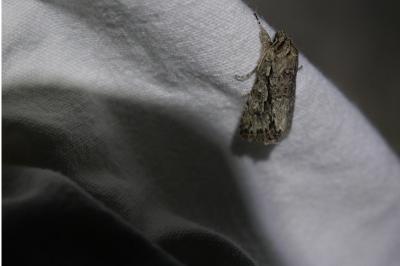 <i>Xylocampa areola</i>