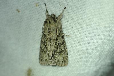 <i>Xylocampa areola</i>