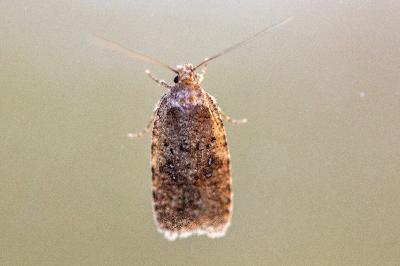 <i>Agonopterix</i>
