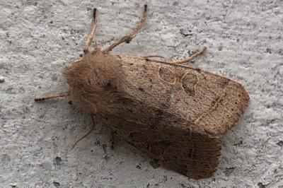 <i>Orthosia cerasi</i>