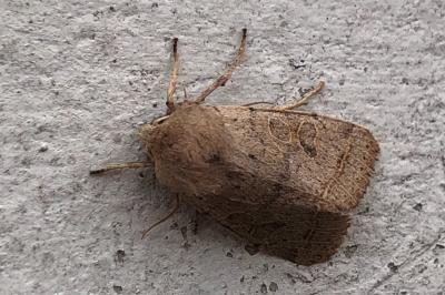 <i>Orthosia cerasi</i>