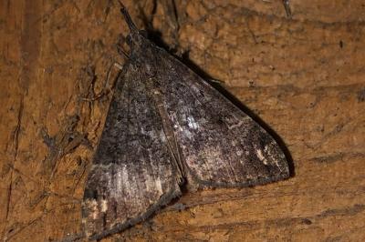 <i>Hypena obsitalis</i>