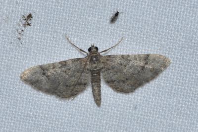 <i>Gymnoscelis rufifasciata</i>