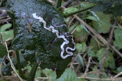 <i>Stigmella aurella</i>