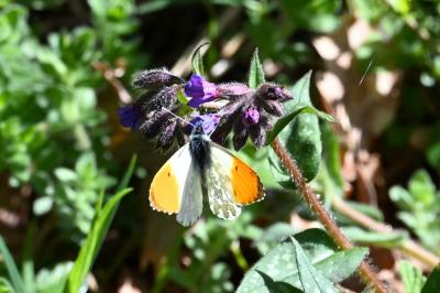 <i>Anthocharis cardamines</i>