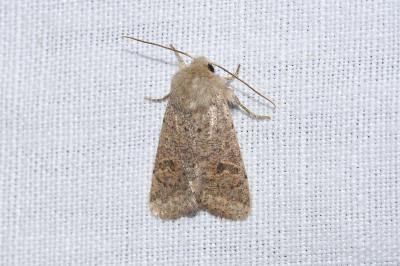 <i>Orthosia cruda</i>