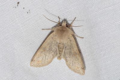 <i>Anorthoa munda</i>