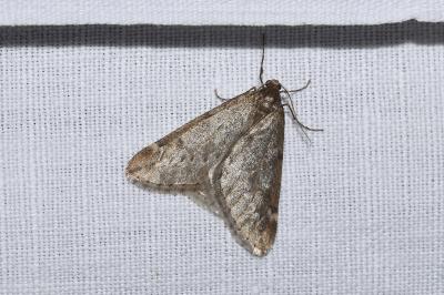 <i>Alsophila aescularia</i>