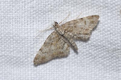 <i>Gymnoscelis rufifasciata</i>
