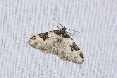 <i>Xanthorhoe fluctuata</i>