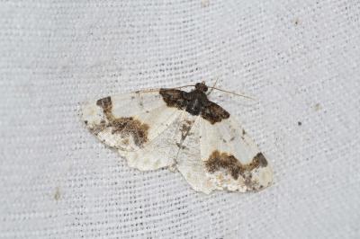 <i>Ligdia adustata</i>