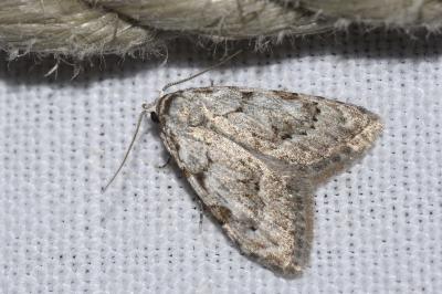 <i>Nola confusalis</i>