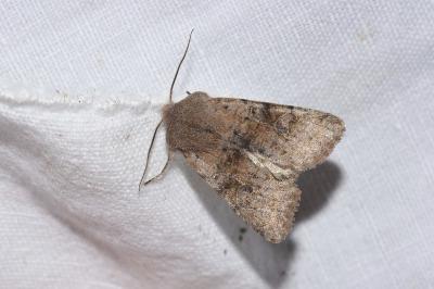 <i>Orthosia incerta</i>