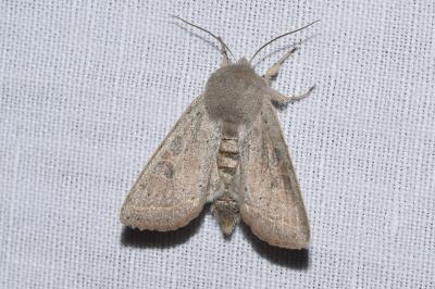 <i>Orthosia gracilis</i>