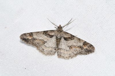 <i>Cleora cinctaria</i>