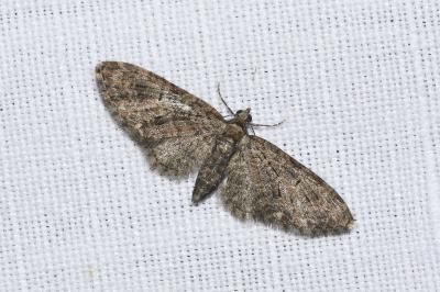 <i>Eupithecia abbreviata</i>