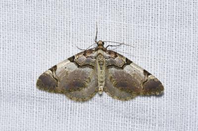 <i>Anticlea derivata</i>