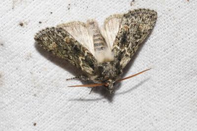 <i>Polyploca ridens</i>