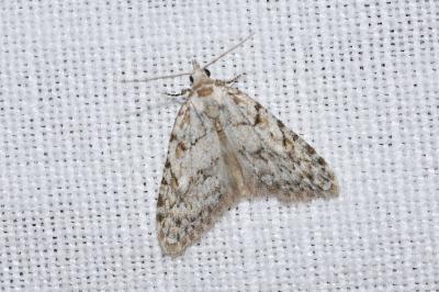 <i>Nola cicatricalis</i>