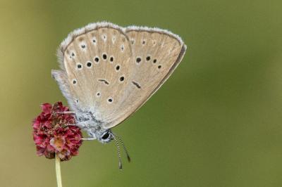 <i>Phengaris teleius</i>