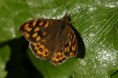 <i>Pararge aegeria</i>