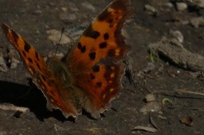 <i>Polygonia c-album</i>