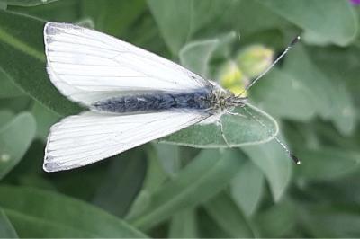 <i>Pieris napi</i>
