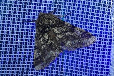 <i>Lycia hirtaria</i>