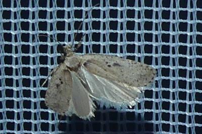<i>Agonopterix yeatiana</i>