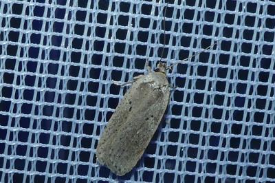 <i>Agonopterix yeatiana</i>