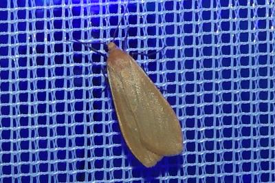 <i>Wittia sororcula</i>