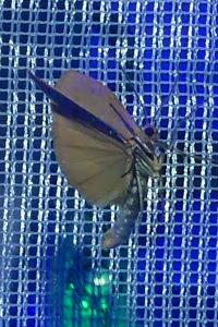 <i>Wittia sororcula</i>