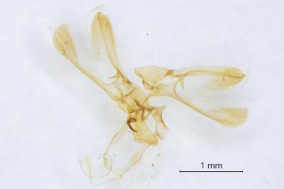 <i>Nola confusalis</i>