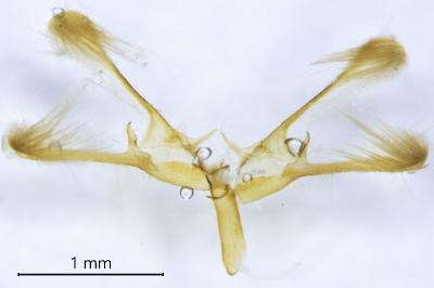 <i>Nola cicatricalis</i>